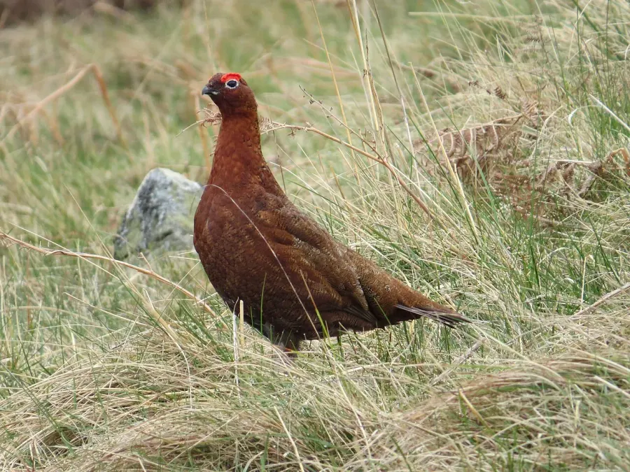 The Red grouse card
