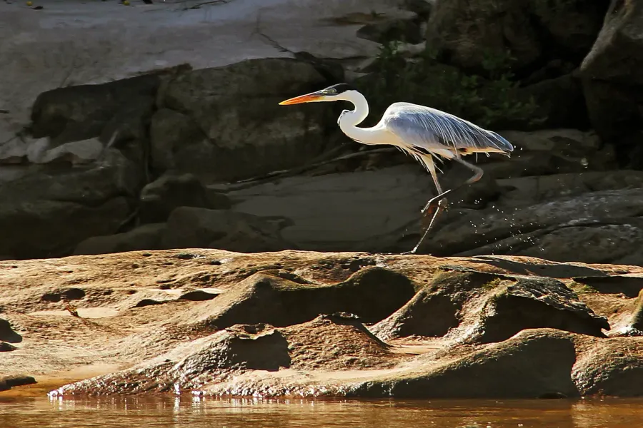 The Araguaia National Park card