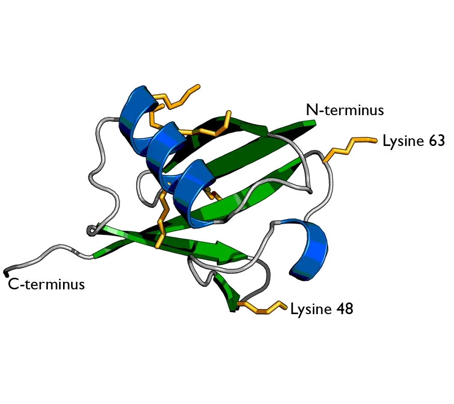 The Ubiquitin card
