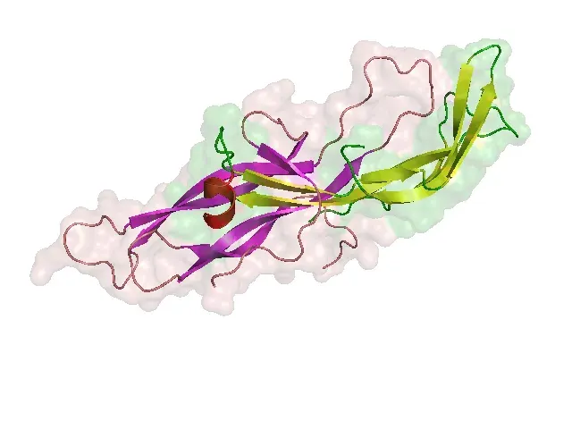 The Human chorionic gonadotropin card