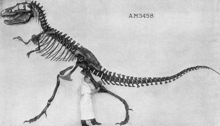 La carte Gorgosaurus