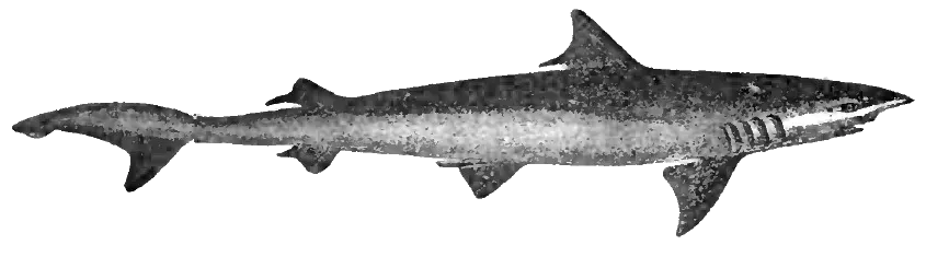 The Hooktooth shark card