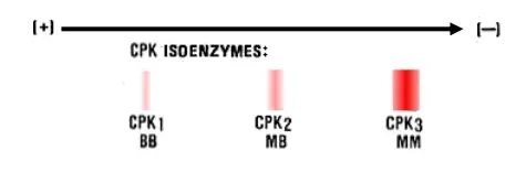 La carte Isoenzyme