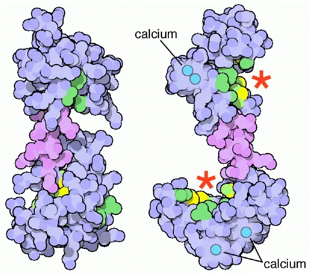 The Calmodulin card