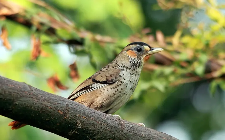 The Rufous-chinned laughingthrush card
