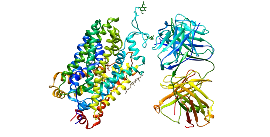 The Serotonin transporter card