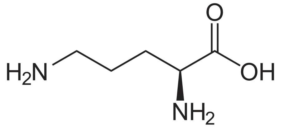 The Ornithine card