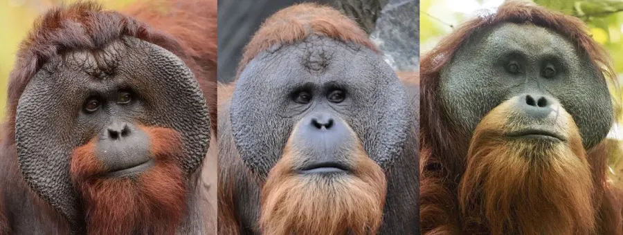 The Orangutan card