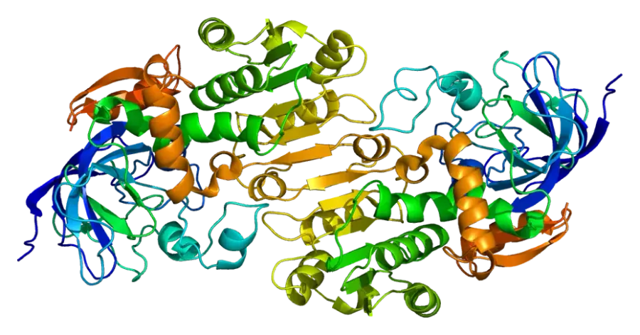 La carte Alcool-déshydrogénase