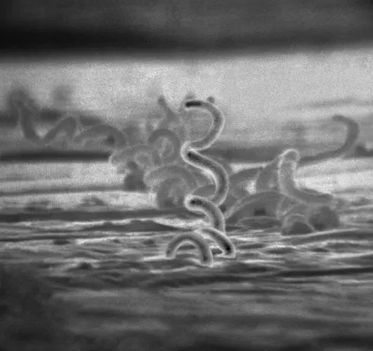 La carte Syphilis