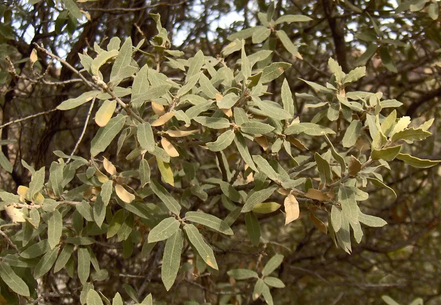 The Quercus grisea card