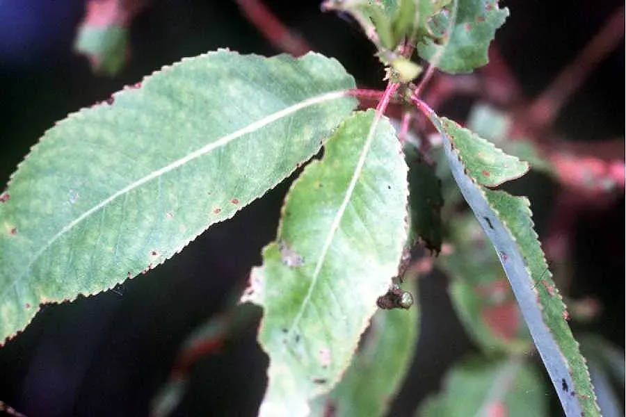 La carte Salix amygdaloides