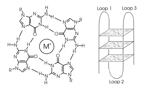 La carte G-quadruplex