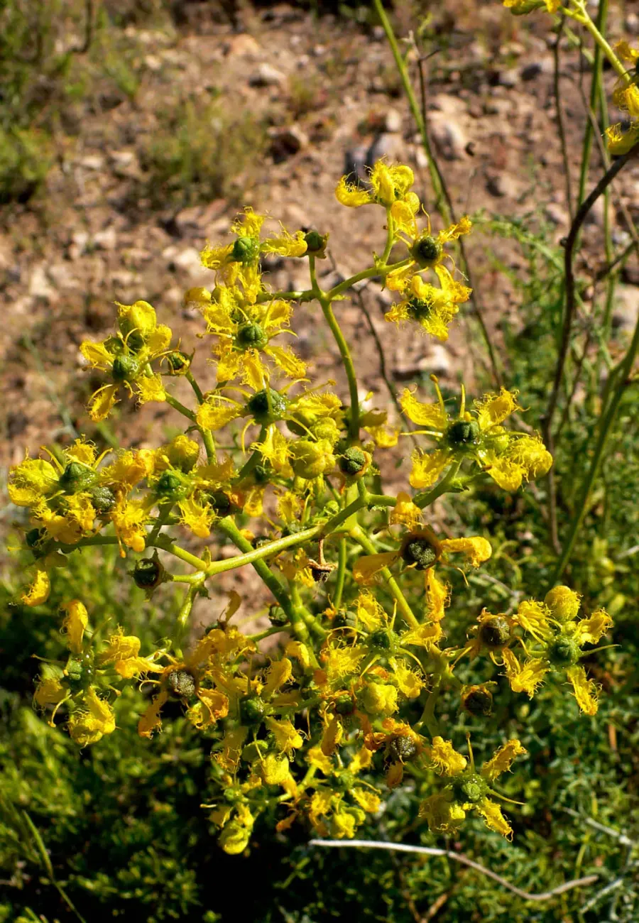 The Ruta angustifolia card