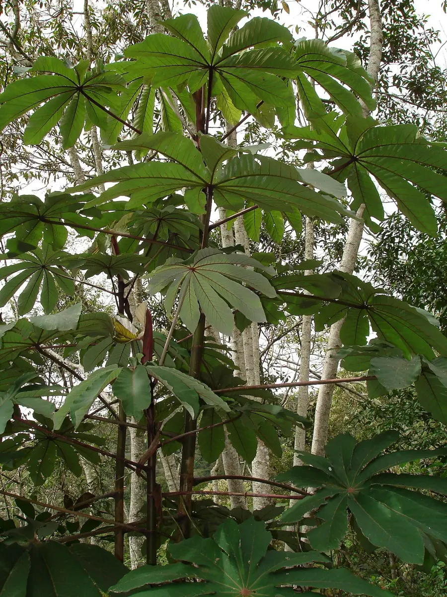 La carte Cecropia