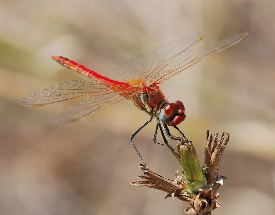 La carte Sympetrum