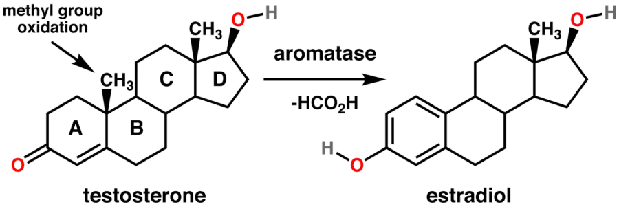 The Aromatase card