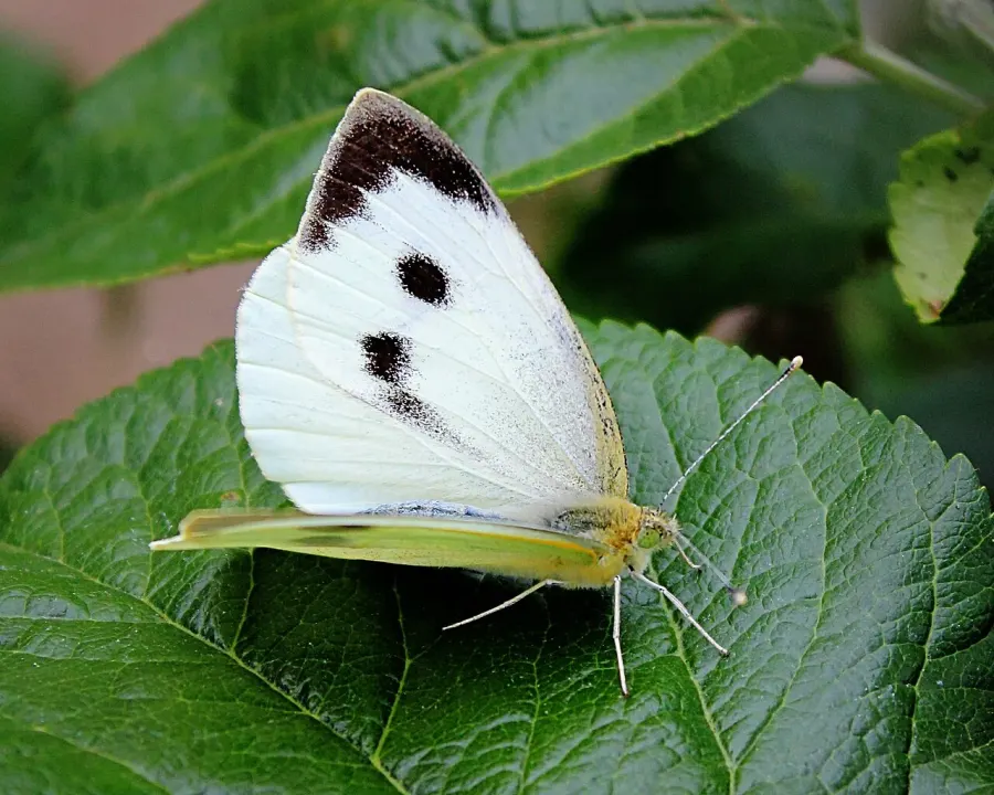 The Pieridae card