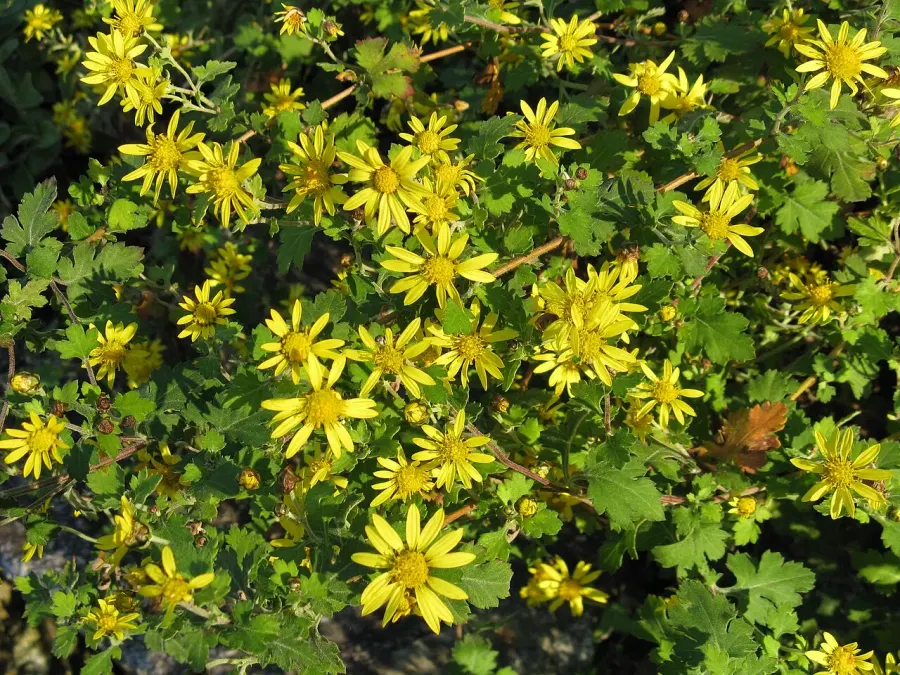 The Chrysanthemum indicum card
