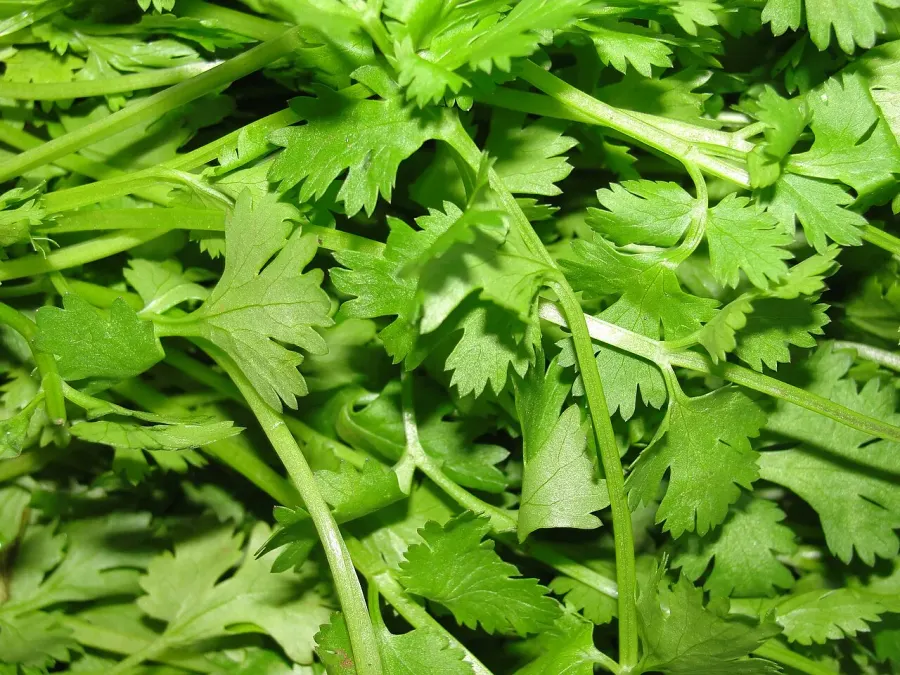 The Coriander card