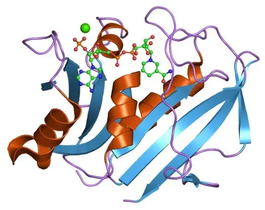 La carte Dihydrofolate-réductase