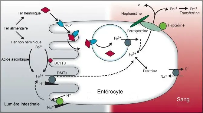 The Ferroportin card