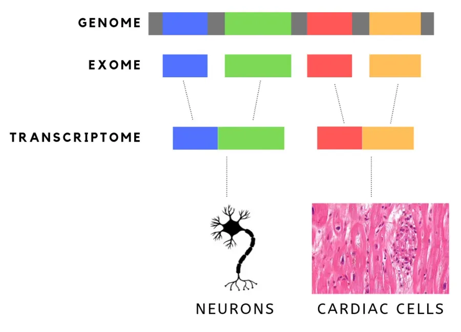 La carte Exome