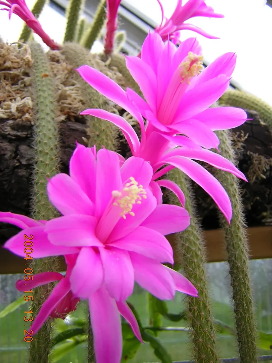 La carte Disocactus flagelliformis