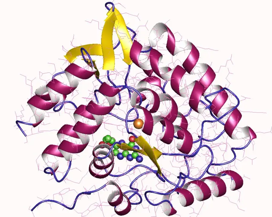 The Tryptophan hydroxylase card