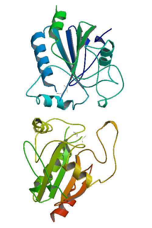 La carte Peroxydase