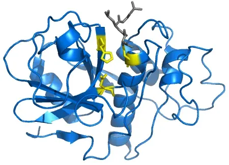 The Cysteine protease card