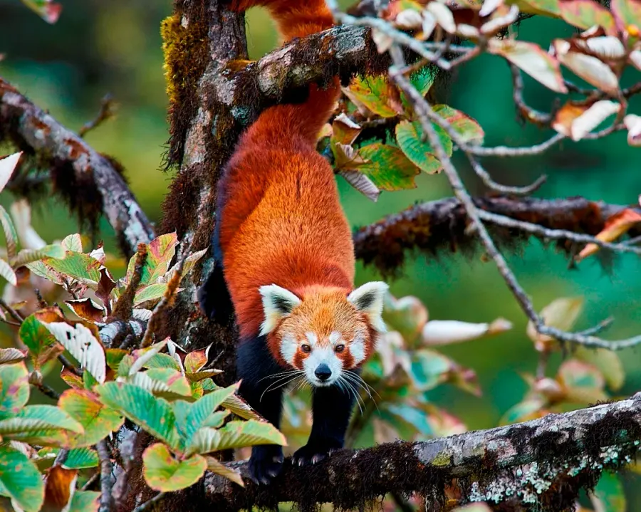 The Red panda card