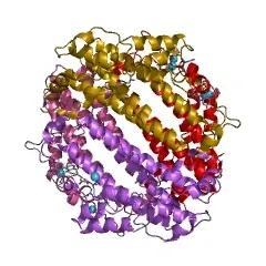 La carte Oxygénase