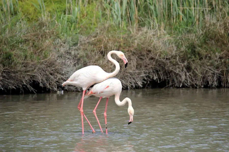 La carte Phoenicopterus