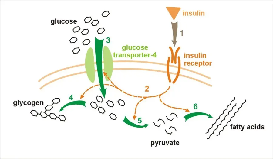The Glucose transporter card