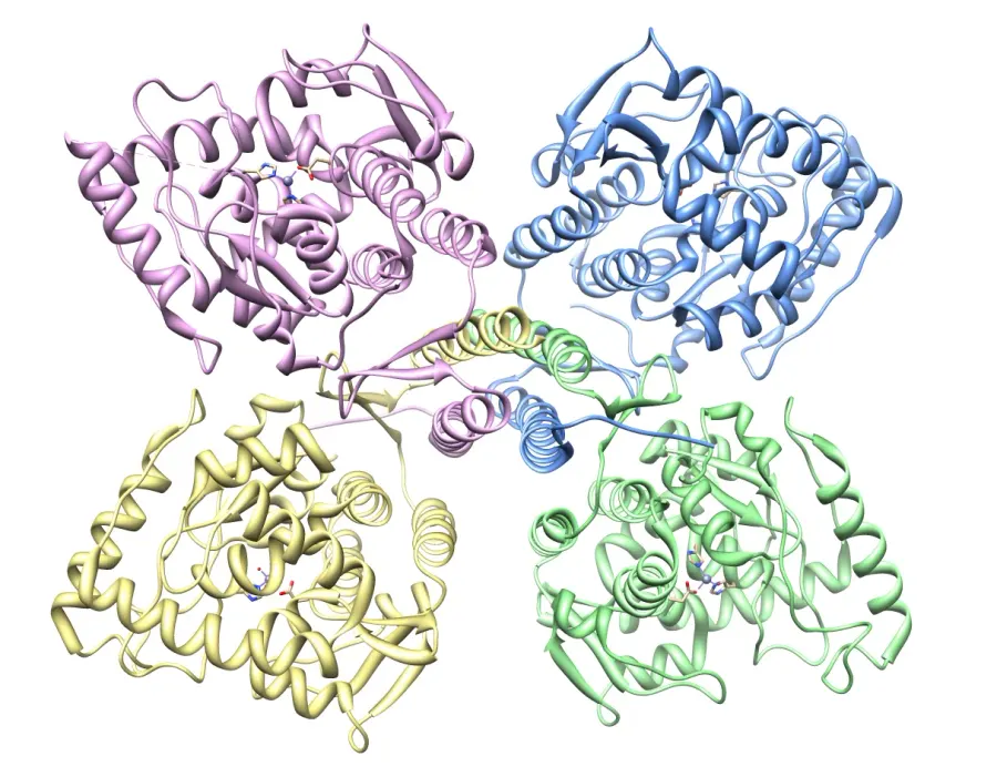 The Tyrosine hydroxylase card
