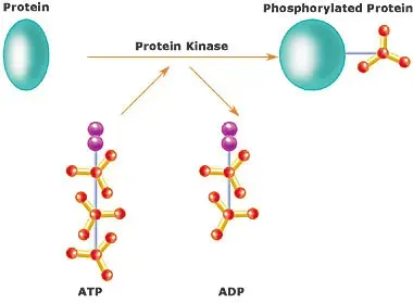 The Kinase card