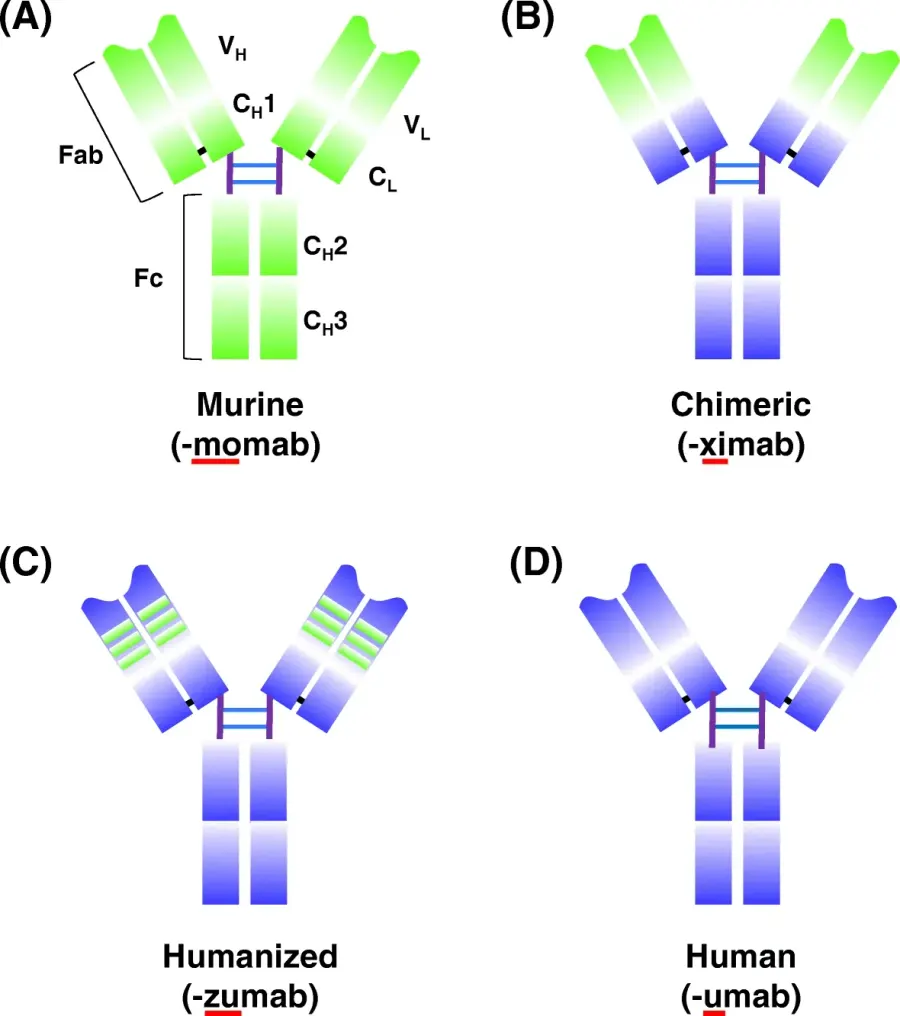 The Monoclonal antibody card