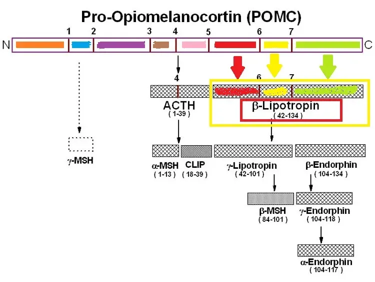 The Lipotropin card