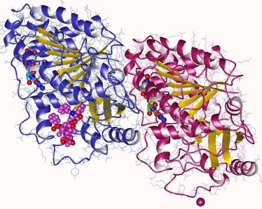 The Tubulin card