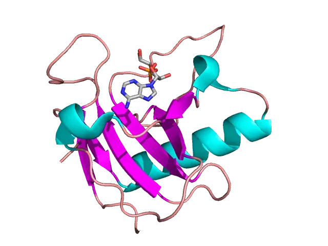The Ribonuclease card