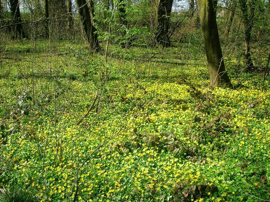 La carte Sous-bois