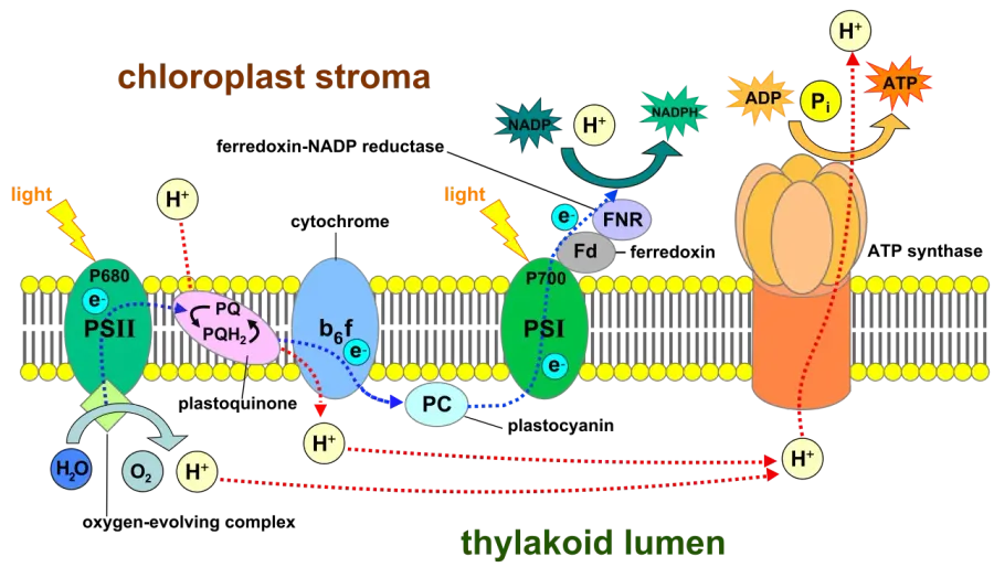 The Membrane protein card