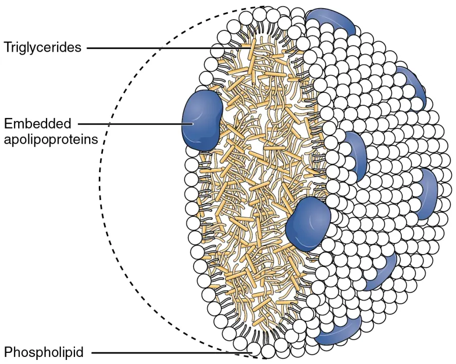 The Chylomicron card