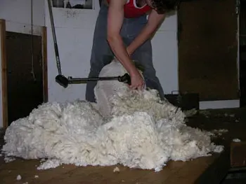 The Wool card