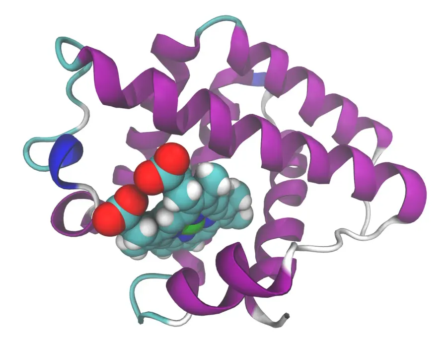 The Leghemoglobin card