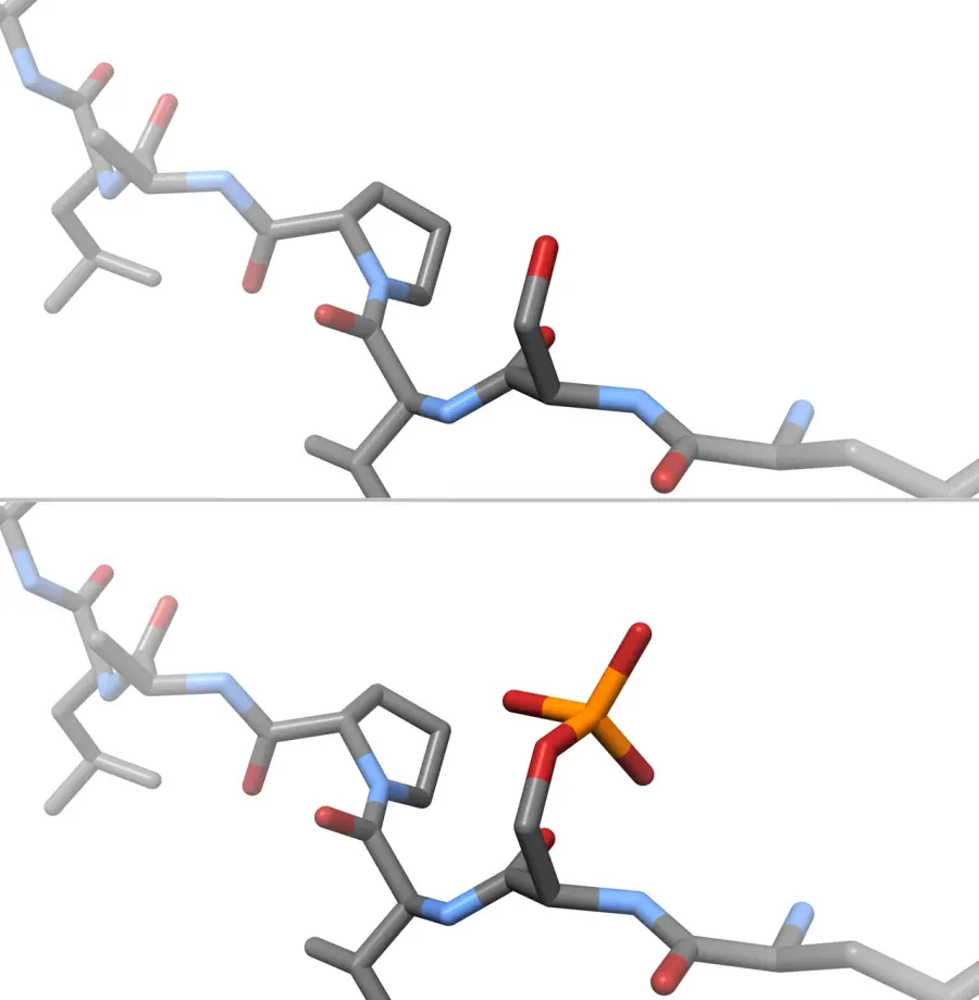The Phosphoprotein card