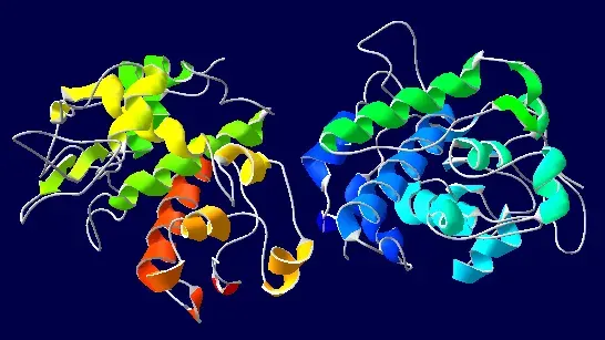 The Chitinase card