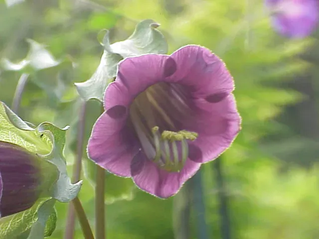 The Cobaea scandens card