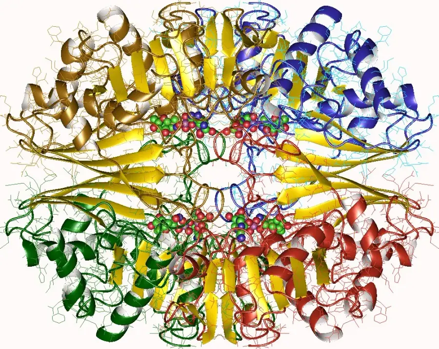 The Glyceraldehyde 3-phosphate dehydrogenase card